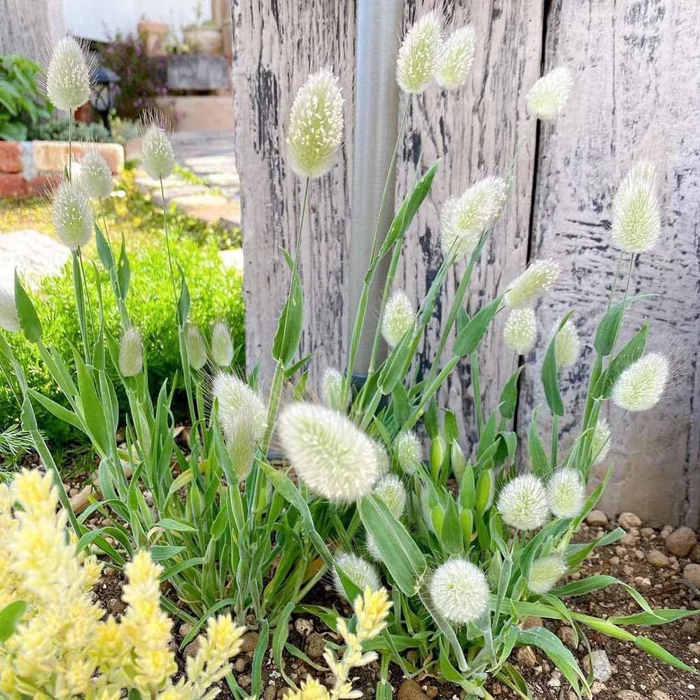 Hasenschwanzgras Balkonpflanzen - Seltene Serie - Gartenpflanzen Winterhart Büropflanzen Hasenschwanzgras Ziergräser Winterhart, 180Samen