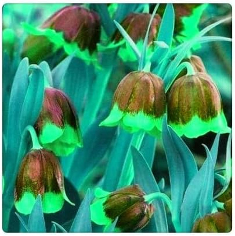 Lebende Pflanzen, Mehrjährige Blumenzwiebel ist winterhart, Winterhart pflanzen, Mysteriöse magische Glühbirne, Blumenzwiebel Mix-4 Oxalis Triangularis Blumenzwiebeln