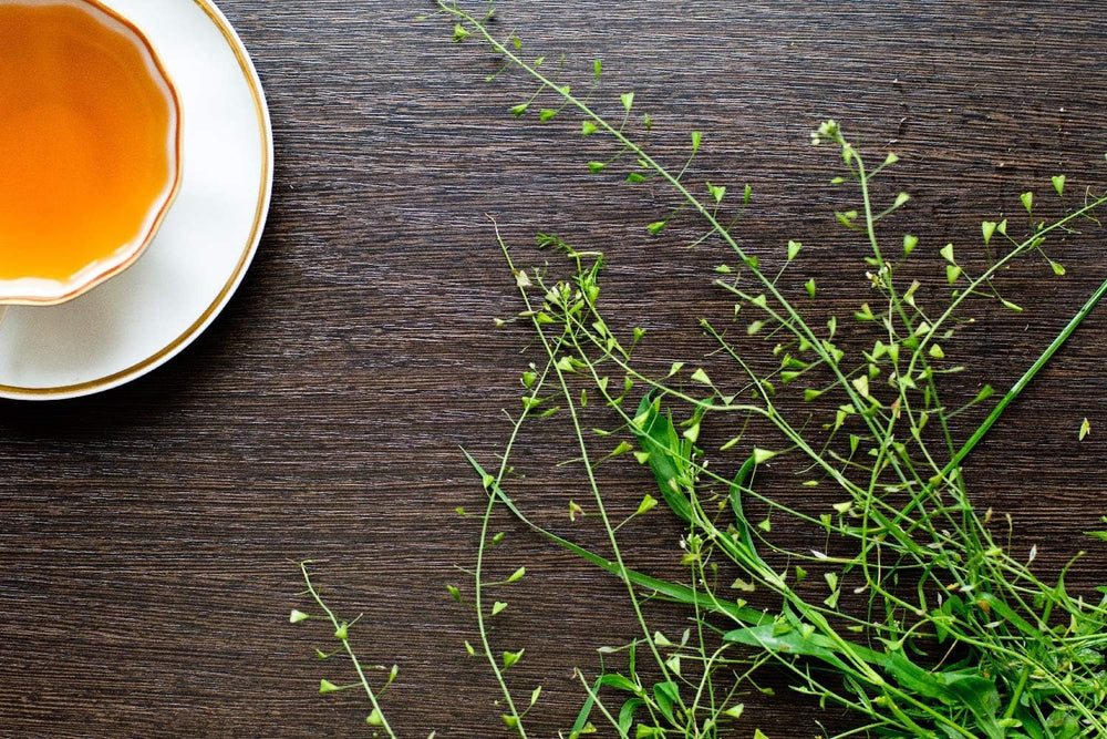 SAFLAX - Heilpflanzen - Hirtentäschel - 1000 Samen - Capsella Bursa-Pastoris