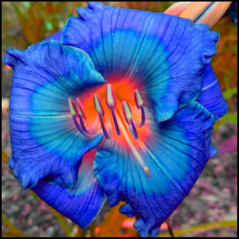 Virághagyma keverék, Mystery Magic Hagyma, Hardy Planting, Winter Hardy Évelő Virághagyma, Hardy Hagyma - 3 Orchidea hagyma