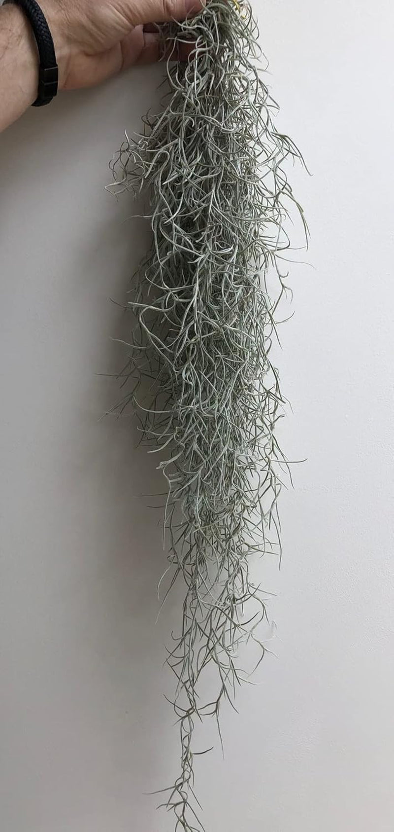 Jellyfish Luftpflanze XL – Smaragdgrüner Glas-Seeigel (Ca. 13 Cm) Mit Tillandsia – Handgemacht & Pflegeleicht – Hängedeko – Geschenkidee – Trendyairplants