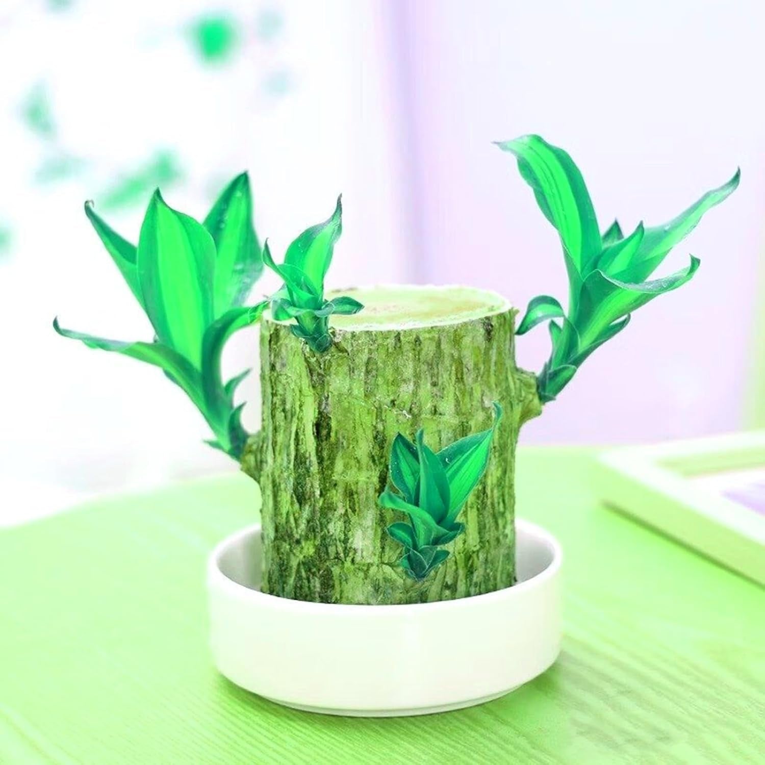 Virághagyma keverék, Mystery Magic Hagyma, Hardy Planting, Winter Hardy Évelő Virághagyma, Hardy Hagyma - 3 Orchidea hagyma