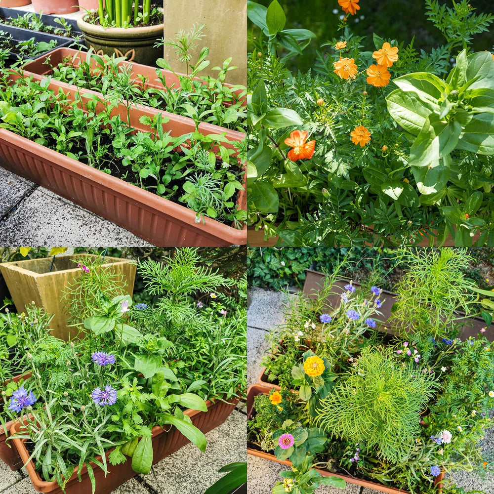 Színes erkélyes virágkeverék - 2 prémium erkélyes virágmag-szőnyeg Könnyen termeszthető nyári virágok és vadvirágmagok saját termesztésű rovarbarát egynyári magokból