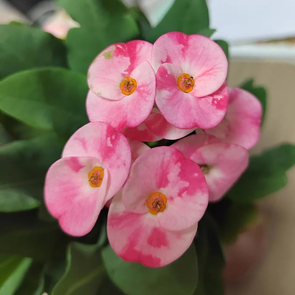 Christusdornsamen, Mehrjährig Winterhart, Bio Hochbeete Für Garten, Bodendecker Exotische 100Pcs