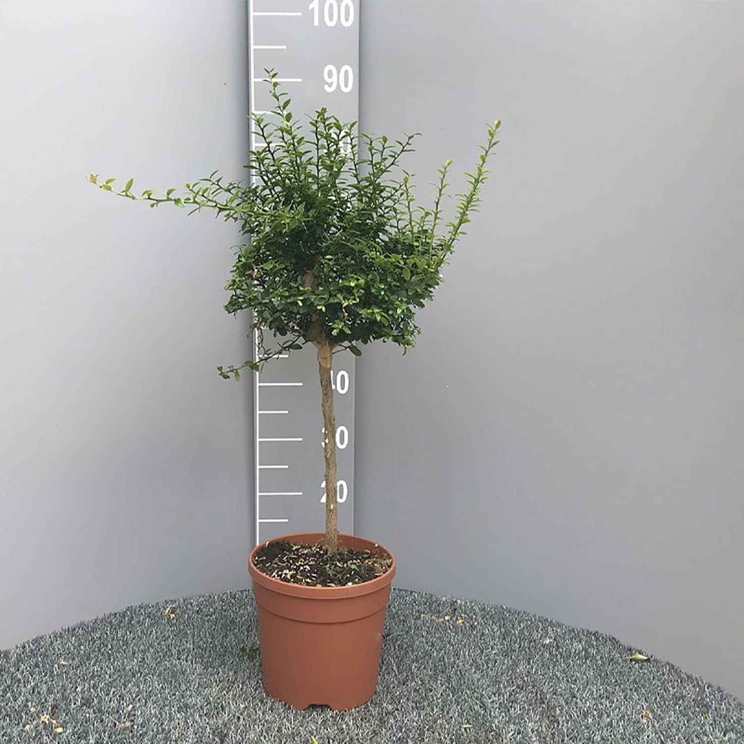 SAVINI VIVAI Zitronenpflanze, Rosa Kaviar, Zitrusbaum, Fingerlimette, Zitronensetzling Im Topf, 20 Cm, Höhe 50–70 Cm, 2 Jahre Veredelung, Hergestellt in Italien