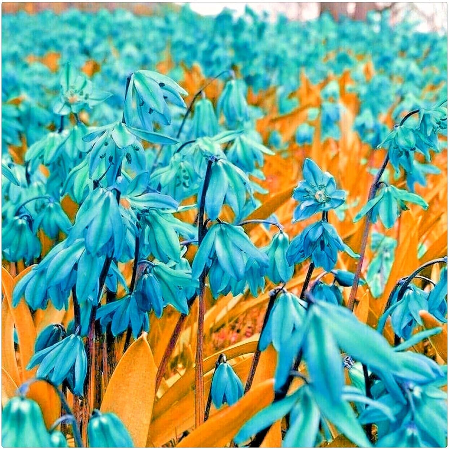 Lebende Pflanzen, Mehrjährige Blumenzwiebel ist winterhart, Winterhart pflanzen, Mysteriöse magische Glühbirne, Blumenzwiebel Mix-4 Oxalis Triangularis Blumenzwiebeln