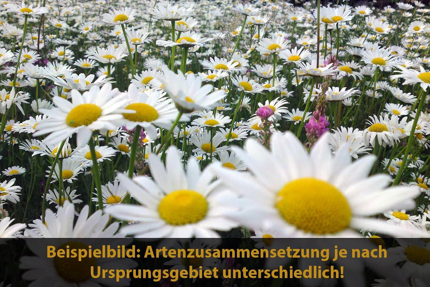 "Regionale Wildblumen" - Blumenwiese & Mehrjährige Blühmischung, Regiosaatgut Nach Regiozert, 100% Regionale Wildblumensamen, Für 10M², Mit Ansaathilfe Vermengt (Ursprungsgebiet 16)