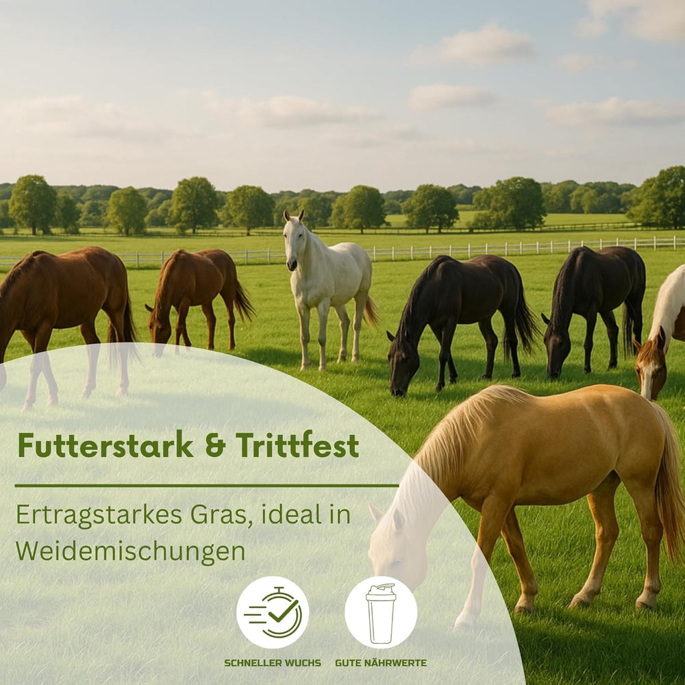 Knaulgras 1Kg Dactylis Glomerata Horstbildendes, Ausdauerndes Obergras Für Wiesen, Weiden Und Feldfutterbau Für 330 M²