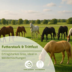 Knaulgras 1Kg Dactylis Glomerata Horstbildendes, Ausdauerndes Obergras Für Wiesen, Weiden Und Feldfutterbau Für 330 M²