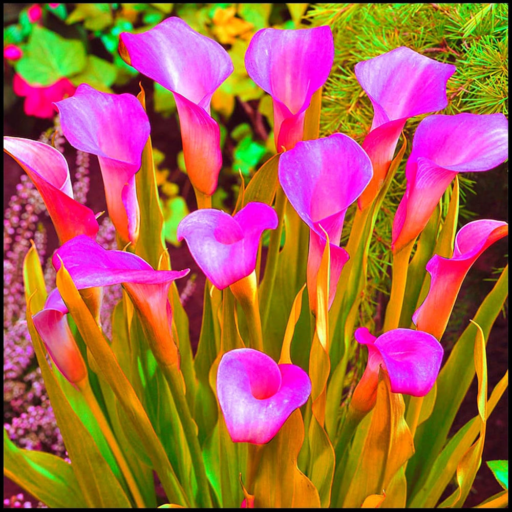 Virághagyma keverék, Mystery Magic Hagyma, Hardy Planting, Winter Hardy Évelő Virághagyma, Hardy Hagyma - 3 Orchidea hagyma