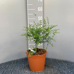 SAVINI VIVAI Zitronenpflanze, Gelber Kaviar, Zitrusbaum, Fingerlimette, Zitronensetzling Im Topf, 20 Cm, Höhe 50–70 Cm, 2 Jahre Veredelung, Hergestellt in Italien