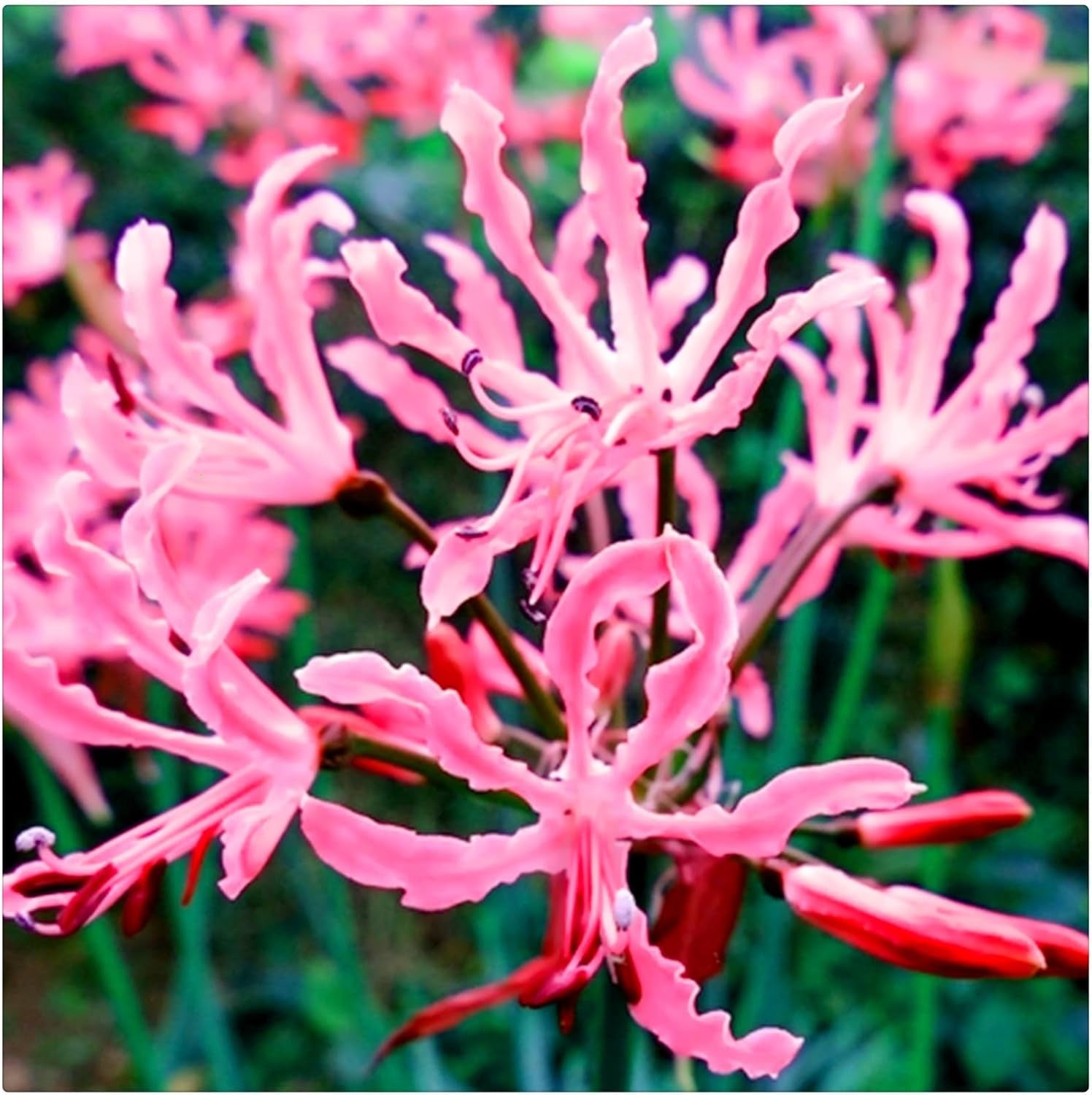 Lebende Pflanzen, Mehrjährige Blumenzwiebel ist winterhart, Winterhart pflanzen, Mysteriöse magische Glühbirne, Blumenzwiebel Mix-4 Oxalis Triangularis Blumenzwiebeln