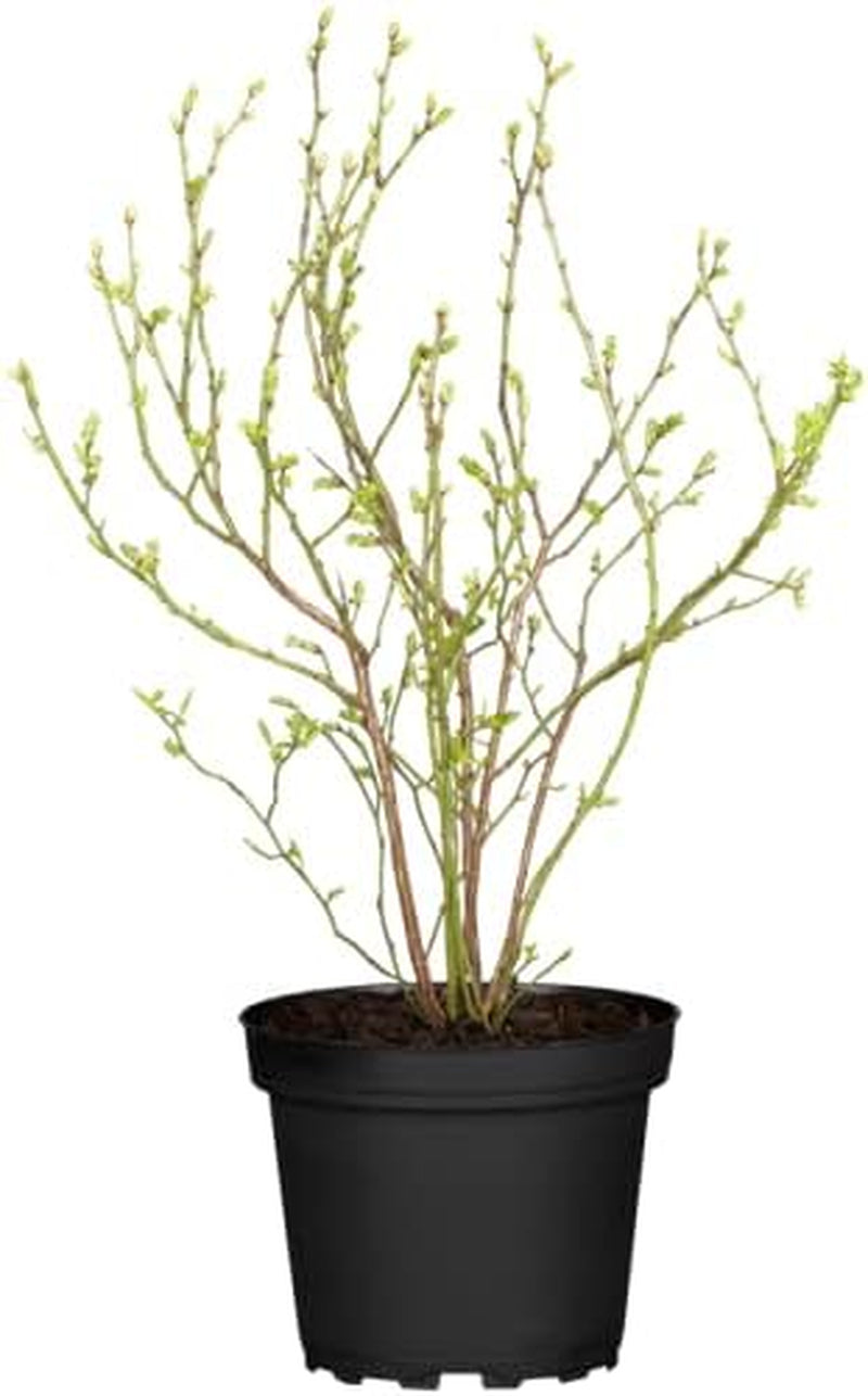 Heidelbeeren Pflanze, Trauben Heidelbeere Blaubeere Vaccinium Corymbosum, Ca. 60Cm Im Topf Gewachsen, Sehr Ertragreiche Sorte, Winterhart