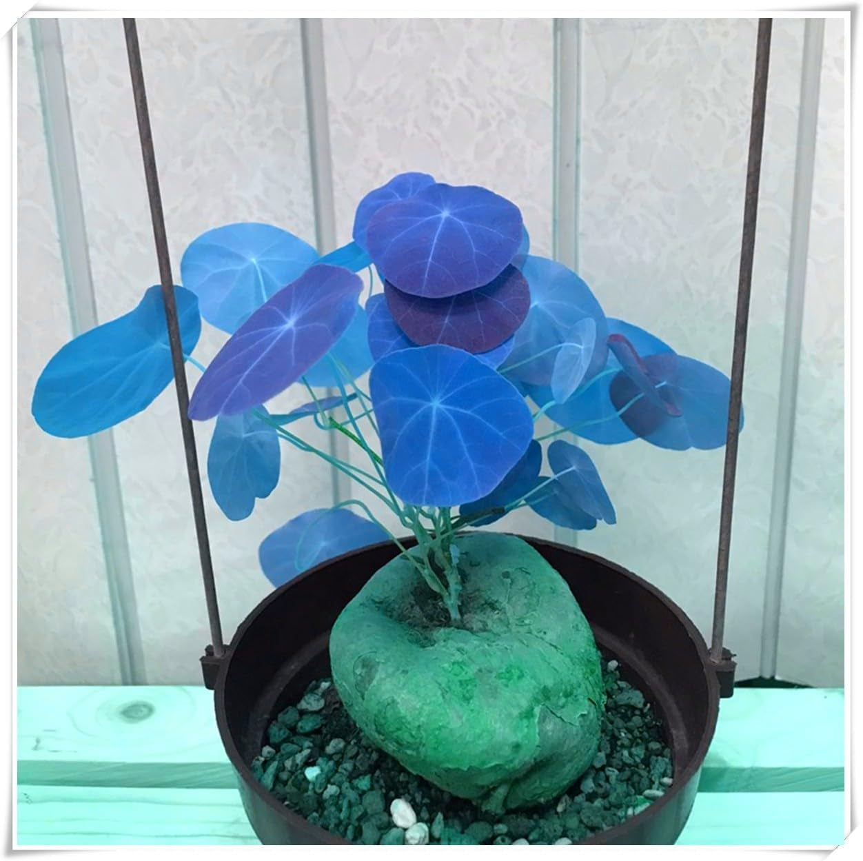 Lebende Pflanzen, Mehrjährige Blumenzwiebel ist winterhart, Winterhart pflanzen, Mysteriöse magische Glühbirne, Blumenzwiebel Mix-4 Oxalis Triangularis Blumenzwiebeln