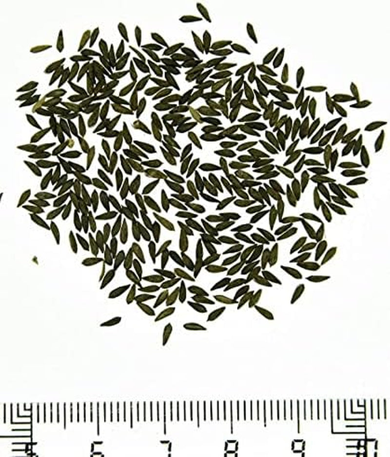 Batlle Gemüsesamen - Hellgrüner Römersalat (6400 Samen)