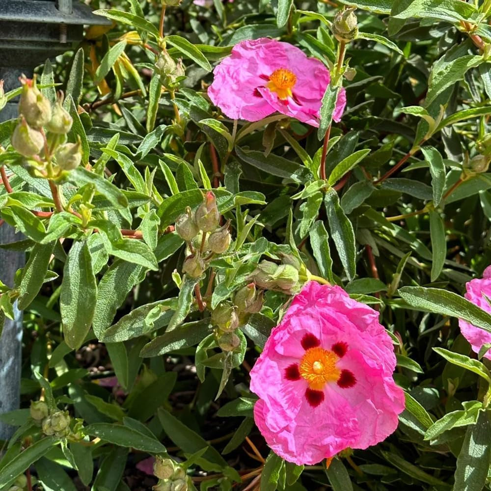 Zistrose Sommerblumen Zistrosesamen Winterharte Kübelpflanzen Hecken Sträucher Herbst Deko Herbstpflanzen Für Sonnige Plätze Bonsaibaum Kletterpflanzen Balkonpflanzen Frühlingsblumen 130Samen