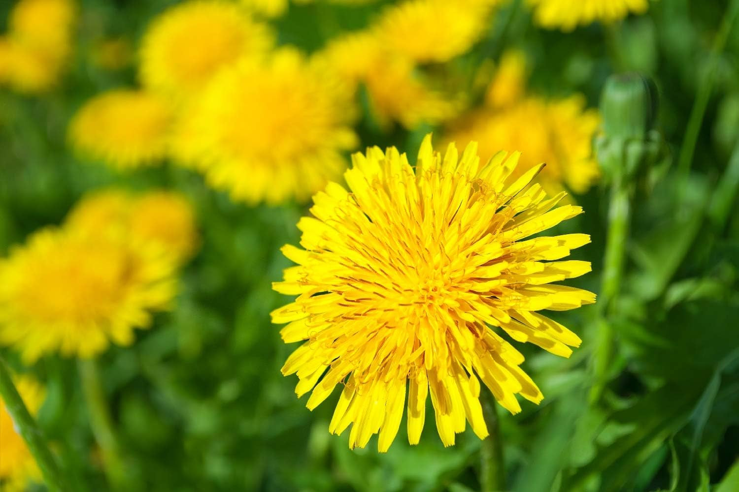 SAFLAX - BIO - Pitypang - 400 mag - Taraxacum officinale