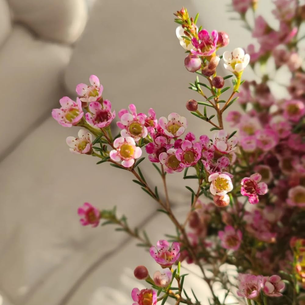 Chamelaucium Uncinatum Bonsaibaum Kletterpflanzen Garten Baumsamen Bonsai Exotische Bio Grünpflanzen Herbst Deko Wohnzimmer Balkon Zimmerbonsai Schnittblumen Topfpflanzen Nachhaltige 10Samen