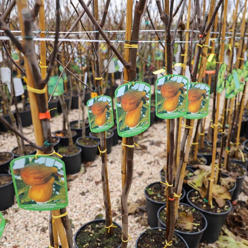 Feigenbaum Lange Von Portugal – Obstpflanze Topf Ø 26 Cm, Max. Wuchshöhe 180 Cm – Alter: 4 Jahre - Italienische Baumschule