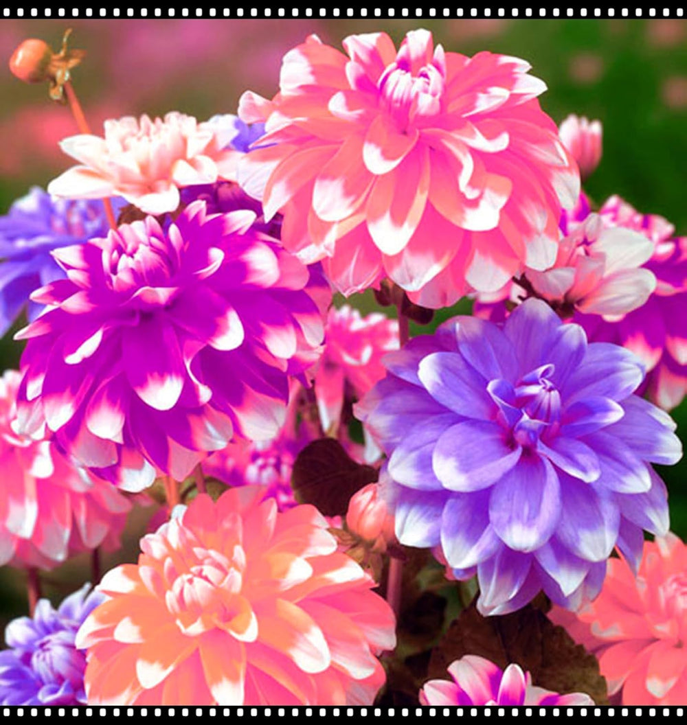 Virághagyma keverék, Mystery Magic Hagyma, Hardy Planting, Winter Hardy Évelő Virághagyma, Hardy Hagyma - 3 Orchidea hagyma