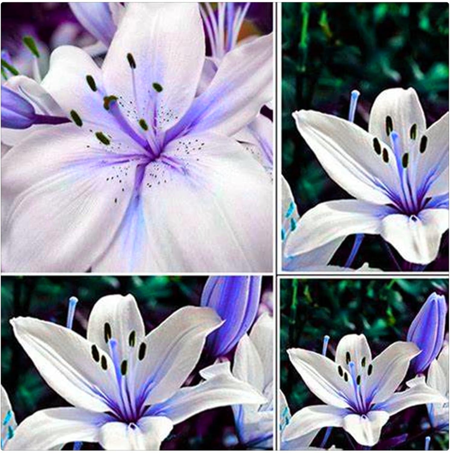 Lebende Pflanzen, Mehrjährige Blumenzwiebel ist winterhart, Winterhart pflanzen, Mysteriöse magische Glühbirne, Blumenzwiebel Mix-4 Oxalis Triangularis Blumenzwiebeln