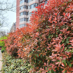 Rote Glanzmispelsamen, Red Robinsamen, Zimmerpflanzen Bio Deko Seltene, Balkon Stauden Blumengarten Steingartenpflanzen 300Pcs