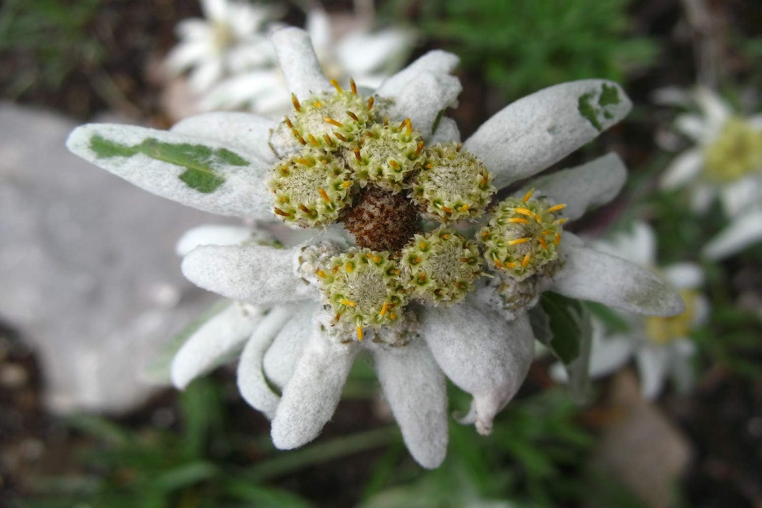 SAFLAX - Heilpflanzen - Edelweiss - 500 Samen - Leontopodium Alpinum