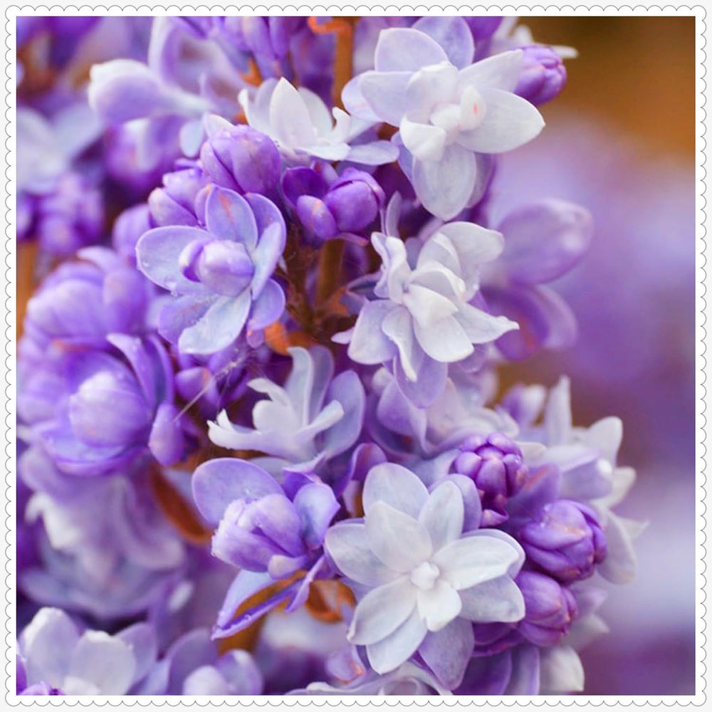 Lebende Pflanzen, Mehrjährige Blumenzwiebel ist winterhart, Winterhart pflanzen, Mysteriöse magische Glühbirne, Blumenzwiebel Mix-4 Oxalis Triangularis Blumenzwiebeln