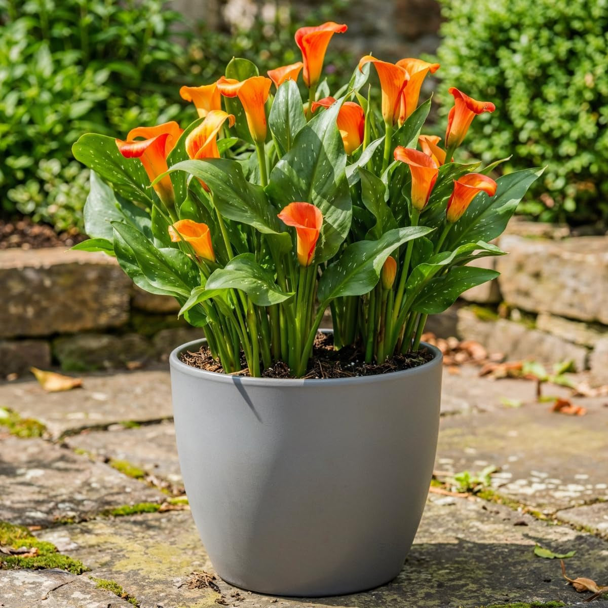 Calla Bulbs Hardy Perennial - Zantedeschia Orange Passion (narancs) - 5 nagy virághagyma - Real Holland Plants - Kertbe és cserepekbe (nem magvak, nem mesterséges)