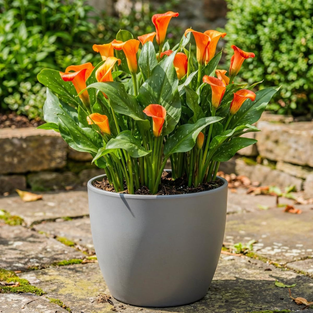 Calla Bulbs Hardy Perennial - Zantedeschia Orange Passion (narancs) - 5 nagy virághagyma - Real Holland Plants - Kertbe és cserepekbe (nem magvak, nem mesterséges)