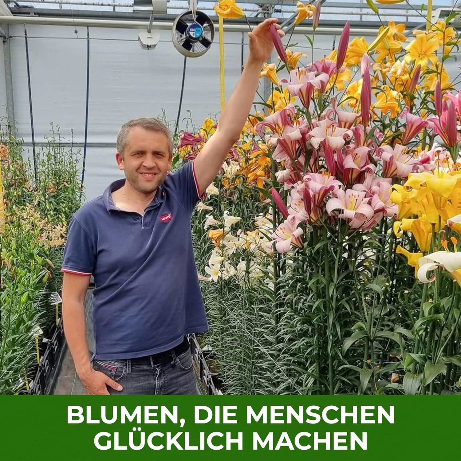 Hardy évelő liliomhagymák – Oriental Lotus Mix – 10 hagyma – Exkluzív holland virághagymák – Kertbe és cserepekbe (nagy mag nélküli hagymák, nem mesterséges)