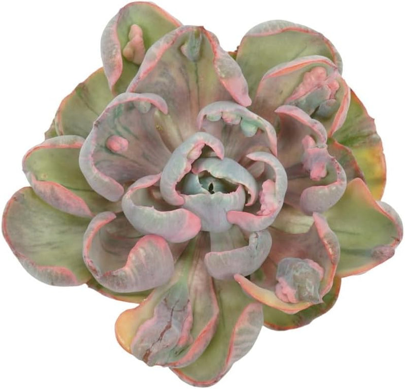 Exotenherz Buntes Rosetten-Dickblatt - Echeveria "Cleopatra" - RARITÄT - Pflegeleichte Sukkulente - 10,5Cm Topf