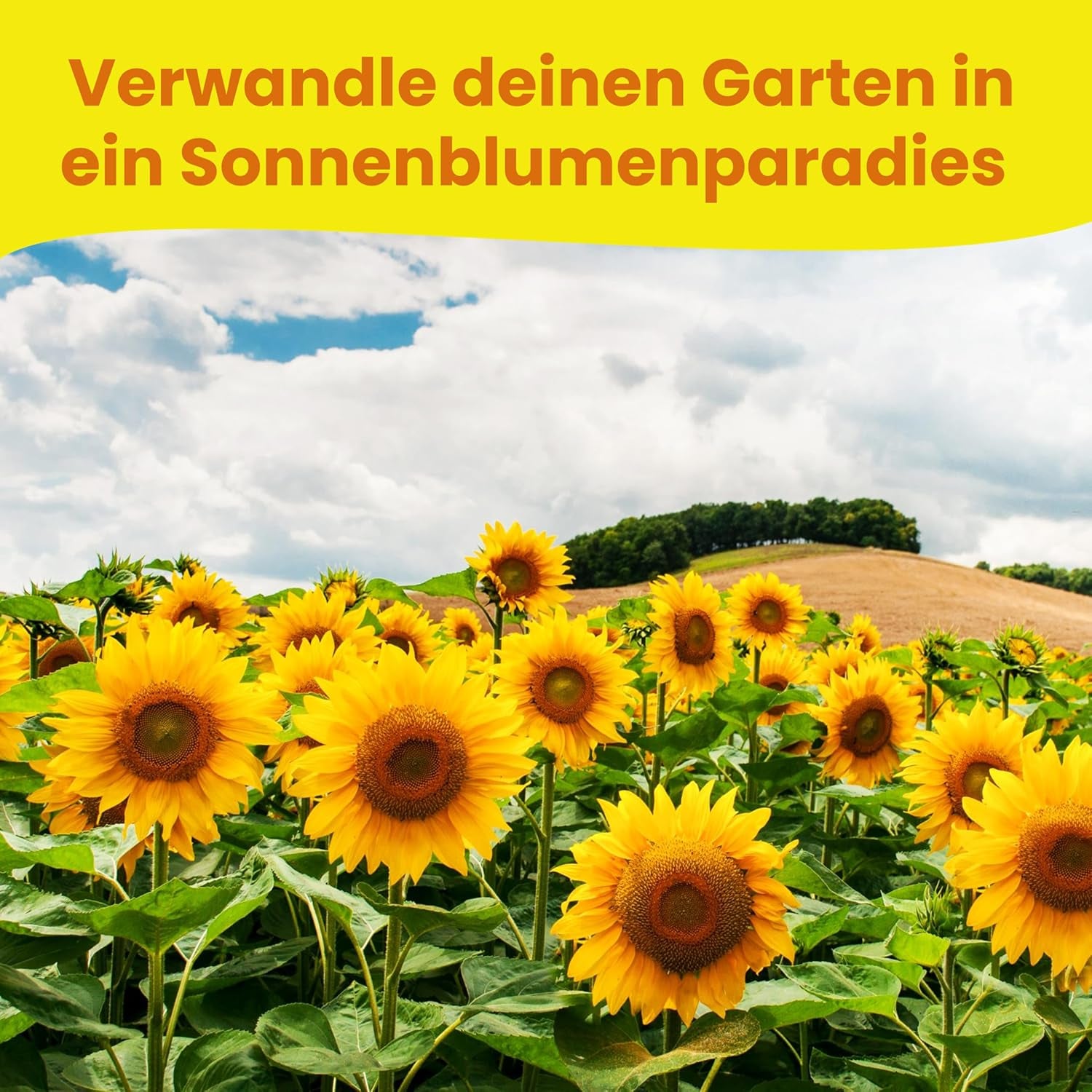 LERAVA® Sonnenblumen Samen Set (4 fajta) - Riesige gelbe & rote Sonnenblume - Zwerg und Sungold Teddy - Premium Sonnenblumensamen für Garten und Balkon - Blumensamen Geschenk für Hobbygärtner