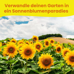 LERAVA® Sonnenblumen Samen Set (4 fajta) - Riesige gelbe & rote Sonnenblume - Zwerg und Sungold Teddy - Premium Sonnenblumensamen für Garten und Balkon - Blumensamen Geschenk für Hobbygärtner