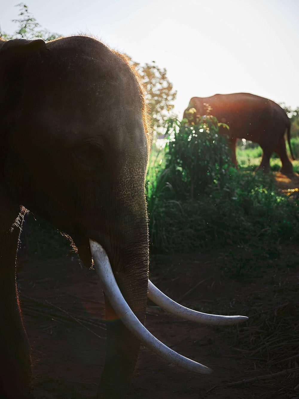 Cafea Black Ivory - 35 de grame de boabe de cafea, boabe întregi, neprăjite, fără arome adăugate, 1 bucată