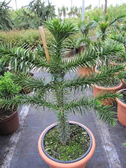 Araucaria Araucana - Andentanne - Chilenische Schmucktanne - 40-50 Cm