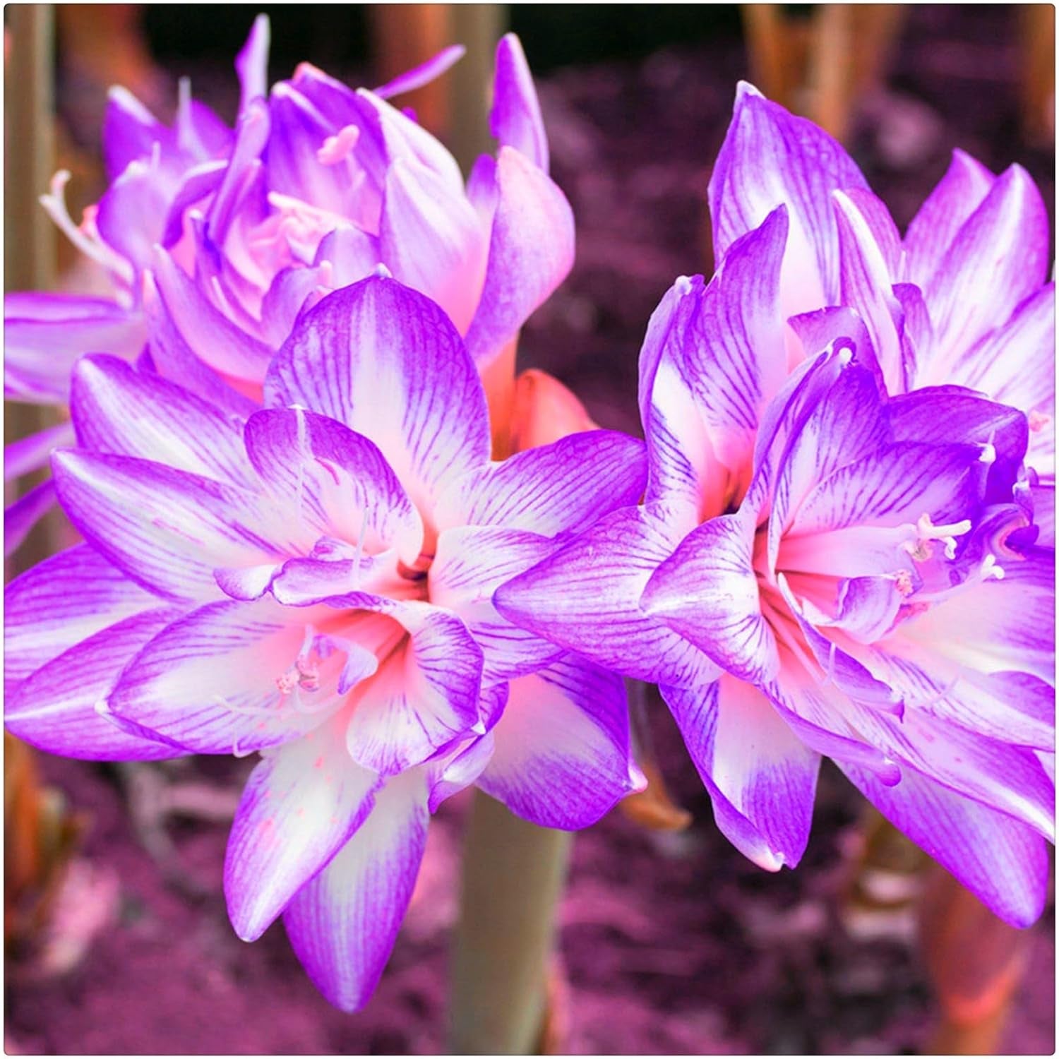 Lebende Pflanzen, Mehrjährige Blumenzwiebel ist winterhart, Winterhart pflanzen, Mysteriöse magische Glühbirne, Blumenzwiebel Mix-4 Oxalis Triangularis Blumenzwiebeln