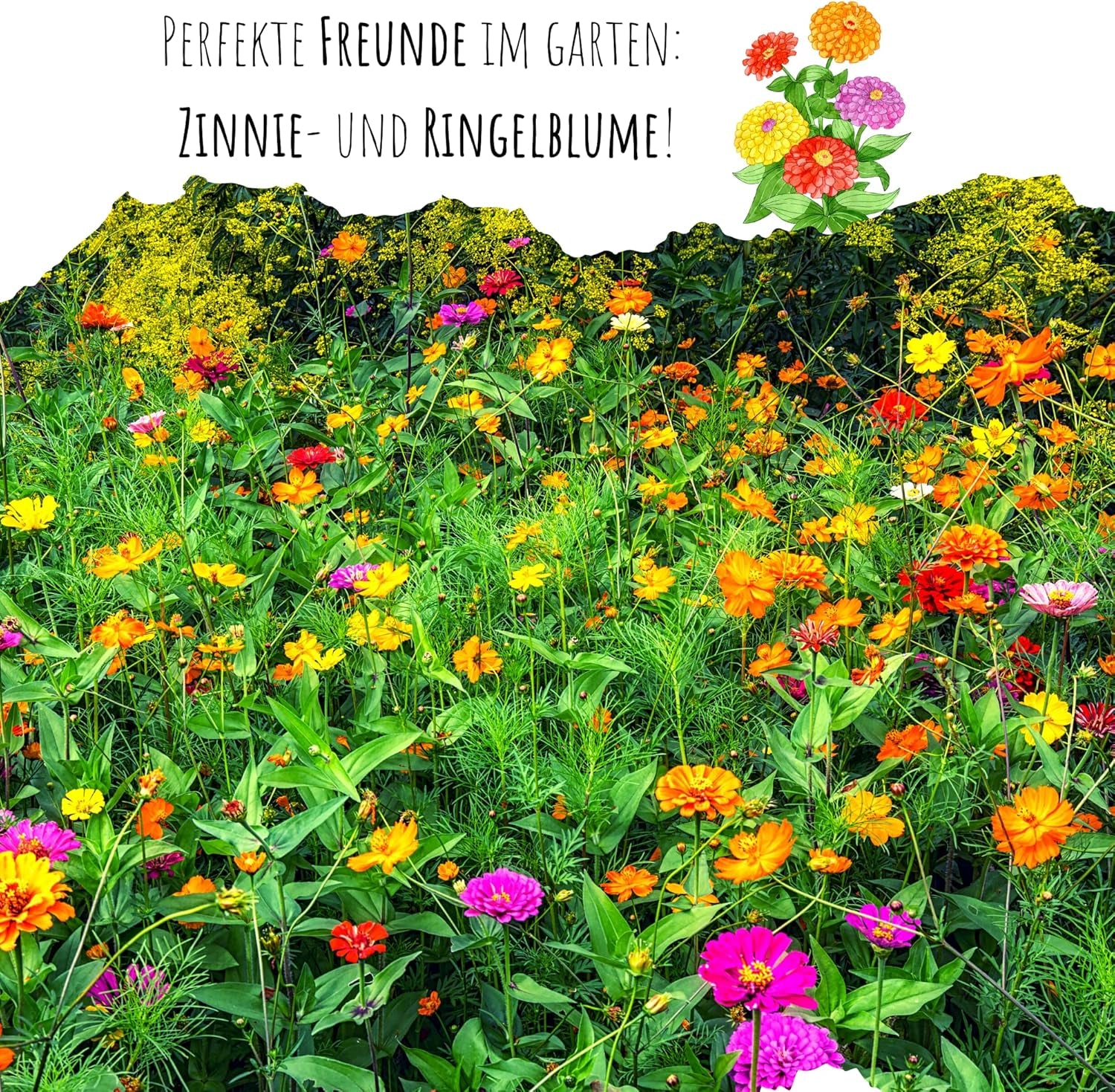 Amestec de semințe de Zinnia (Zinnia) - Flori de vară colorate pentru stratul de grădină, balcon, terasă și ca flori tăiate în vaze
