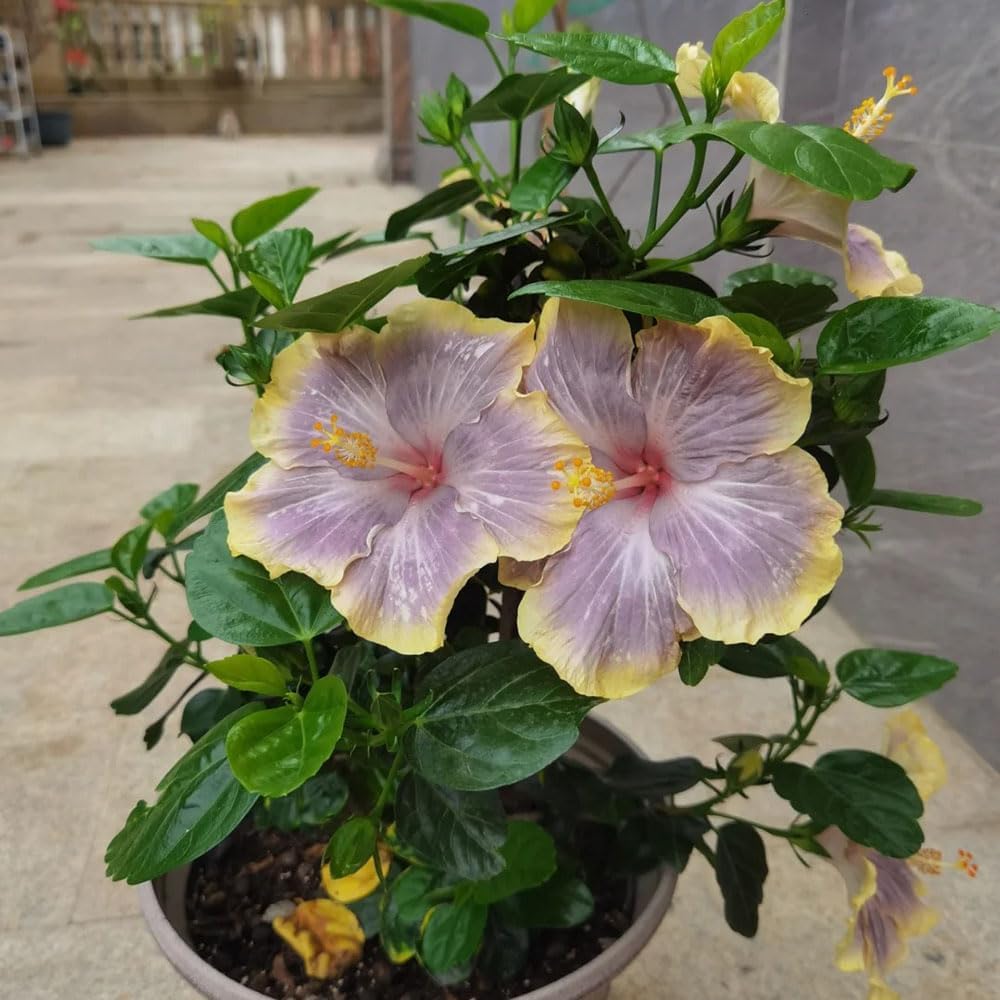 Hibiskus Winterhart - Garten, Stauden Balkon Mehrjährig Hochbeet 50Samen