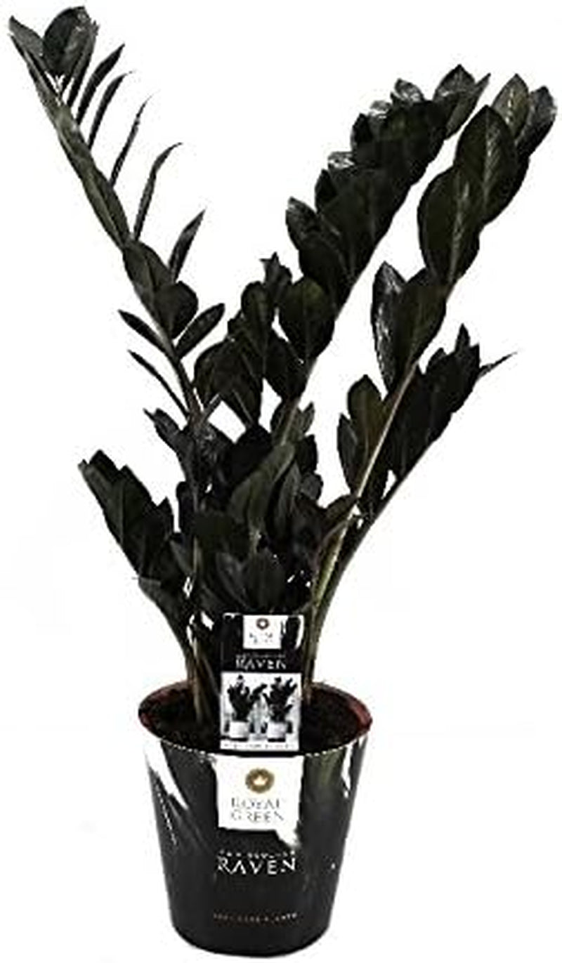 Exotenherz Zamioculcas "Raven" - Schwarz - Zamio Palme - Zamio Farn - 17Cm Topf