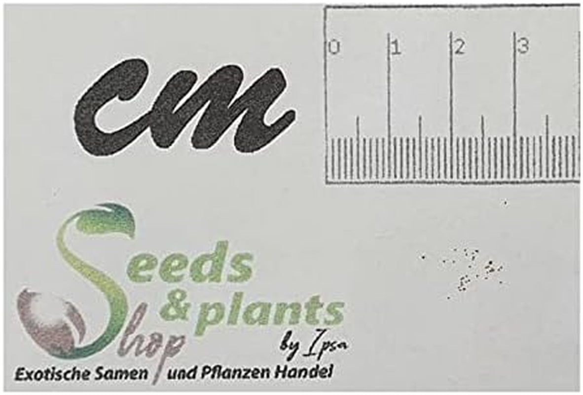 Stk - 10X Begonia Parviflora Baumbegonie Ziersträucher Garten Pflanzen - Samen ID344 -