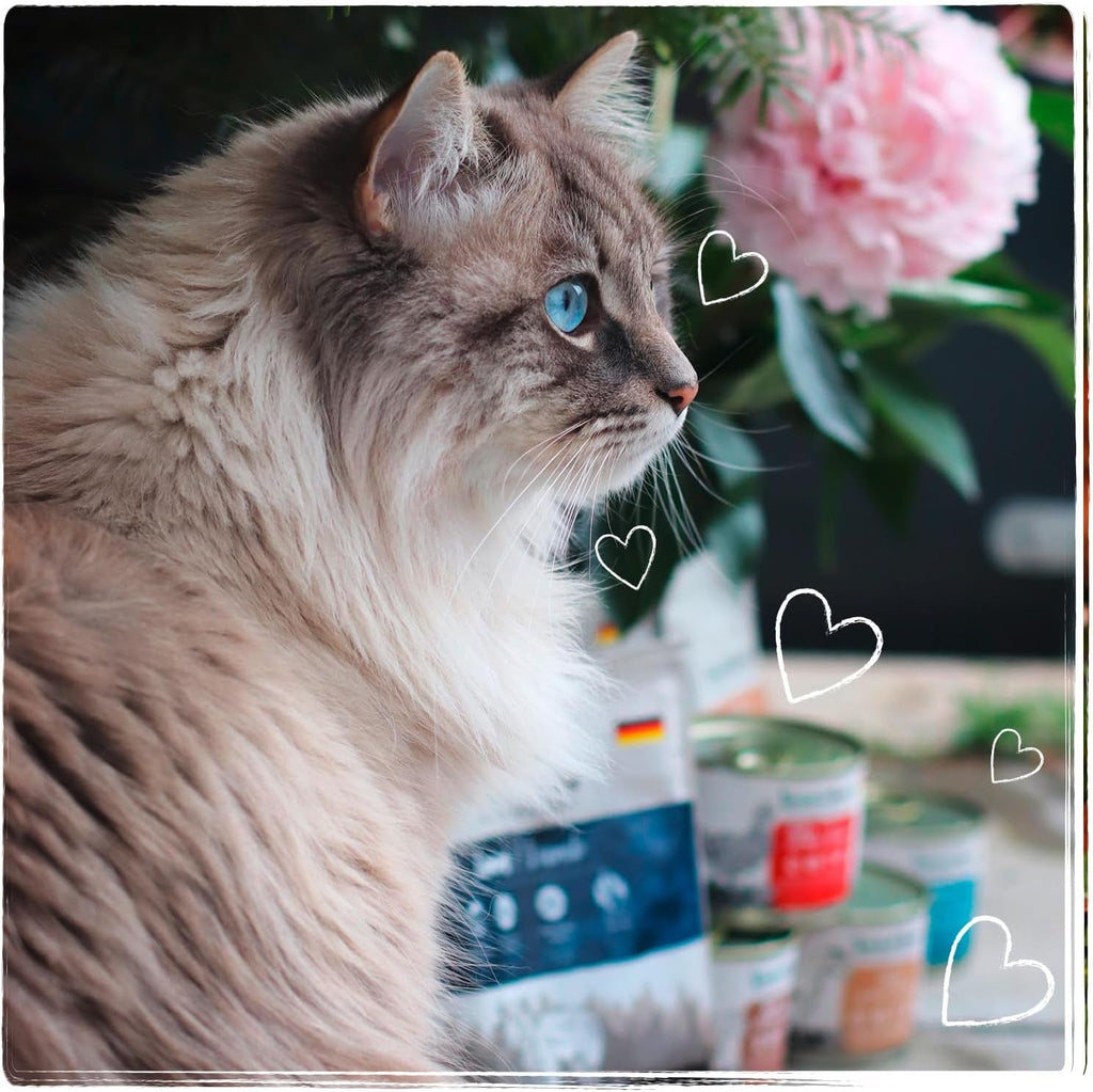 Venandi Animal - Hrană premium pentru pisici - Miel, cu multă carne proaspătă, hrană uscată, fără cereale 1 pachet (1 X 1,5kg)