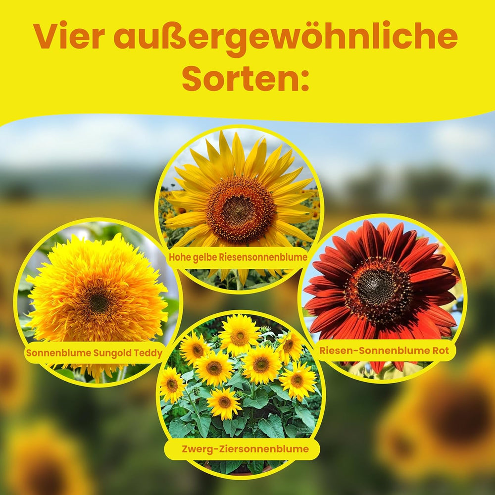LERAVA® Sonnenblumen Samen Set (4 fajta) - Riesige gelbe & rote Sonnenblume - Zwerg und Sungold Teddy - Premium Sonnenblumensamen für Garten und Balkon - Blumensamen Geschenk für Hobbygärtner