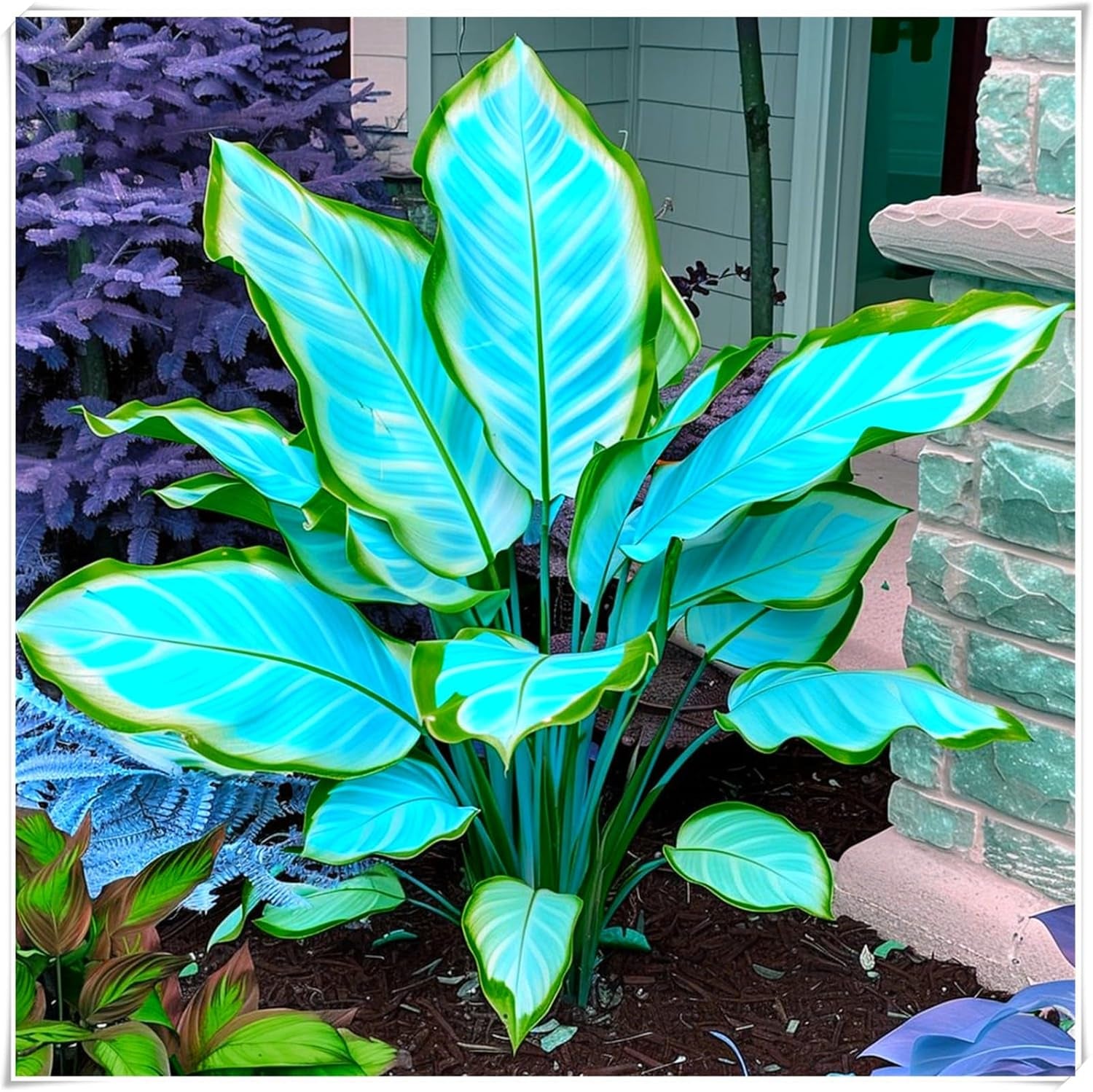 Virághagyma keverék, Mystery Magic Hagyma, Hardy Planting, Winter Hardy Évelő Virághagyma, Hardy Hagyma - 3 Orchidea hagyma