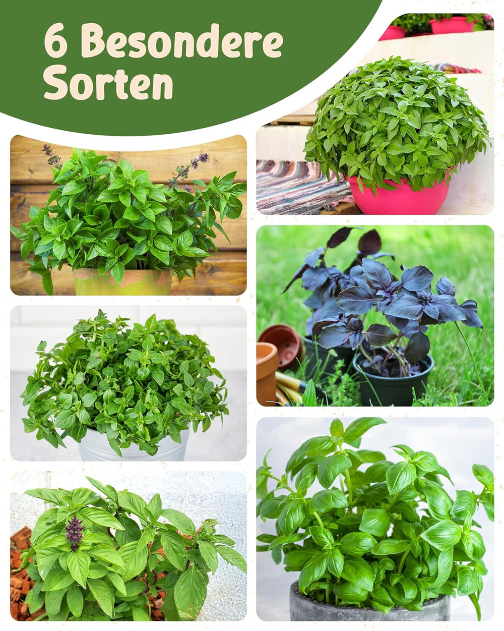 Bio bazsalikommagok 6-6 db-os készletben a könnyű termesztéshez kertben, erkélyen vagy emelt ágyásban - Vetőmagok - Palánták