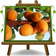 Sungiant Aprikosen - Obstpflanze Auf Blumentopf 20 - Baum Max 170 Cm – 2 Jahre Anbau Italien