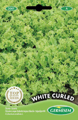 Endivie WHITE CURLED