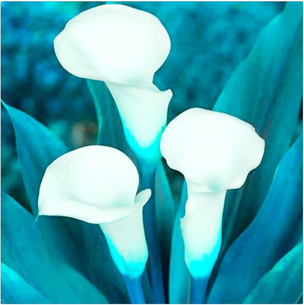 Lebende Pflanzen, Mehrjährige Blumenzwiebel ist winterhart, Winterhart pflanzen, Mysteriöse magische Glühbirne, Blumenzwiebel Mix-4 Oxalis Triangularis Blumenzwiebeln