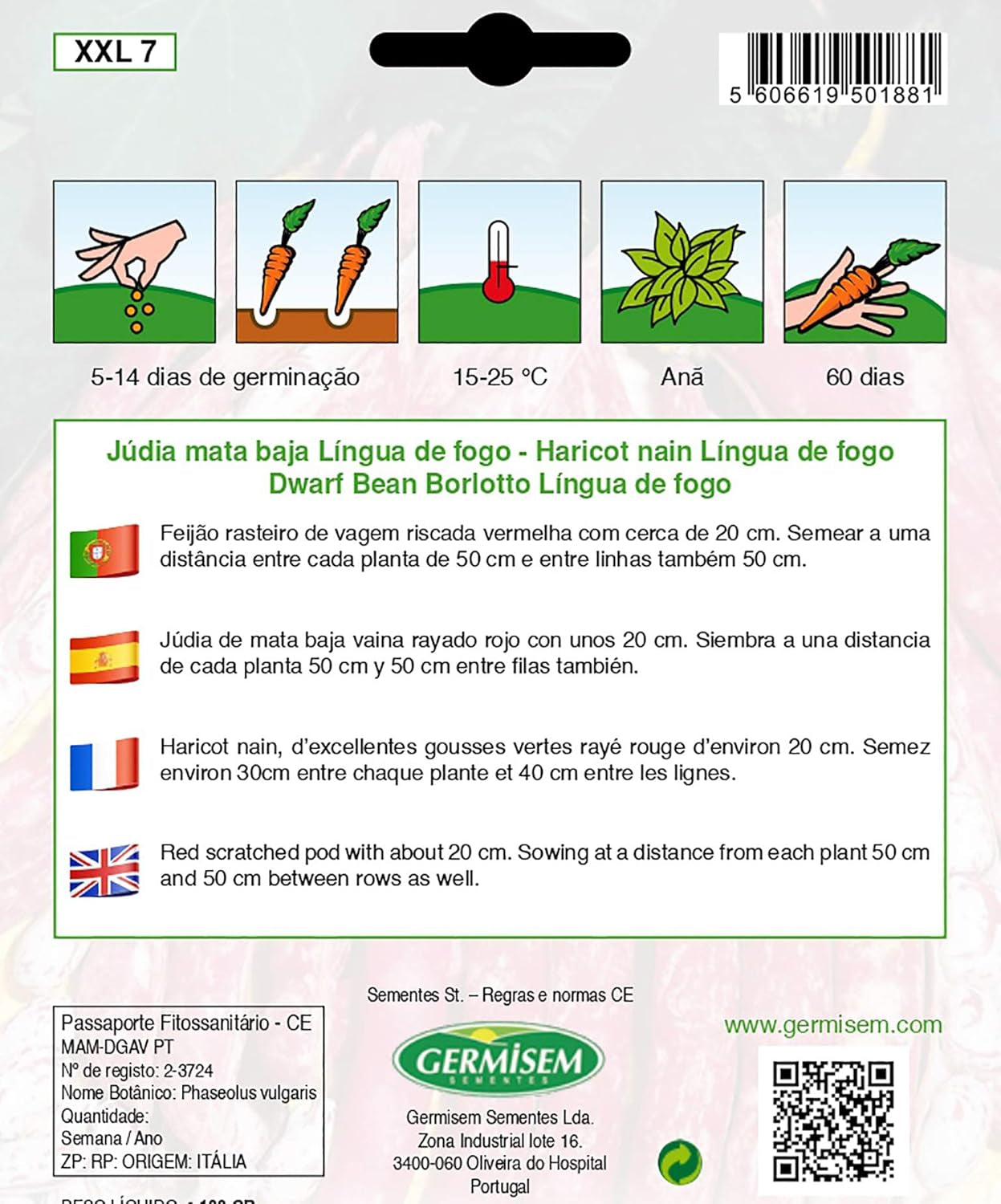 Buschbohnen LINGUA DE FOGO, Mehrfarbig, XXL 7