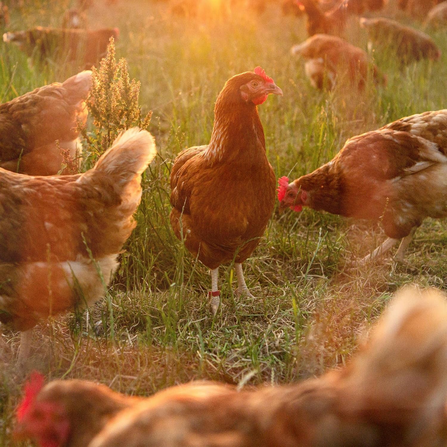 Ida Plus - GoldenEgg 200 ml - csökkentett Brucheier & Federfressen - támogatott Federwachstum & Federkleid - Wichtige Mineralien & Vitamine für Hühner - Beste Eierqualität bei Ihrer Hühnerhaltung